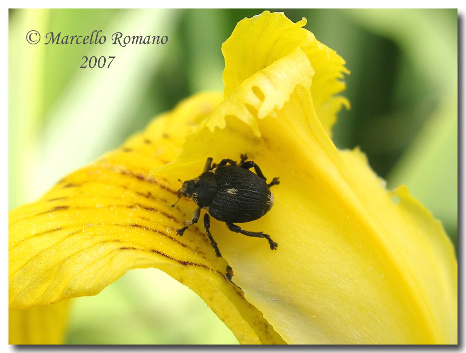 Madonie: Mononychus punctumalbum su Iris pseudacorus
